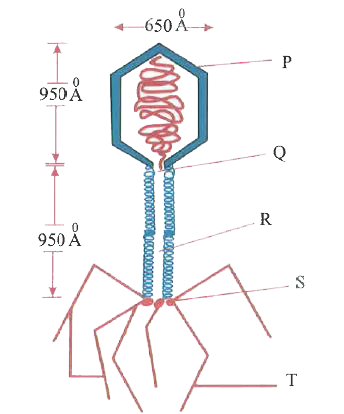 Identify the unlabelled parts P, Q, R and T from the T2 bacteriophage diagram.