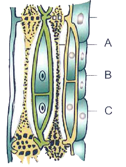 Identify A,B and C in the following figure of phloem tissues.