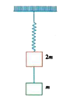 The string between blocks of masses 'm' and '2m' is massless and inextensible.The system is suspended by a massless spring as shown. If the string is cut, the magnitudes of accelerations of masses 2m and m (immediately after cutting)