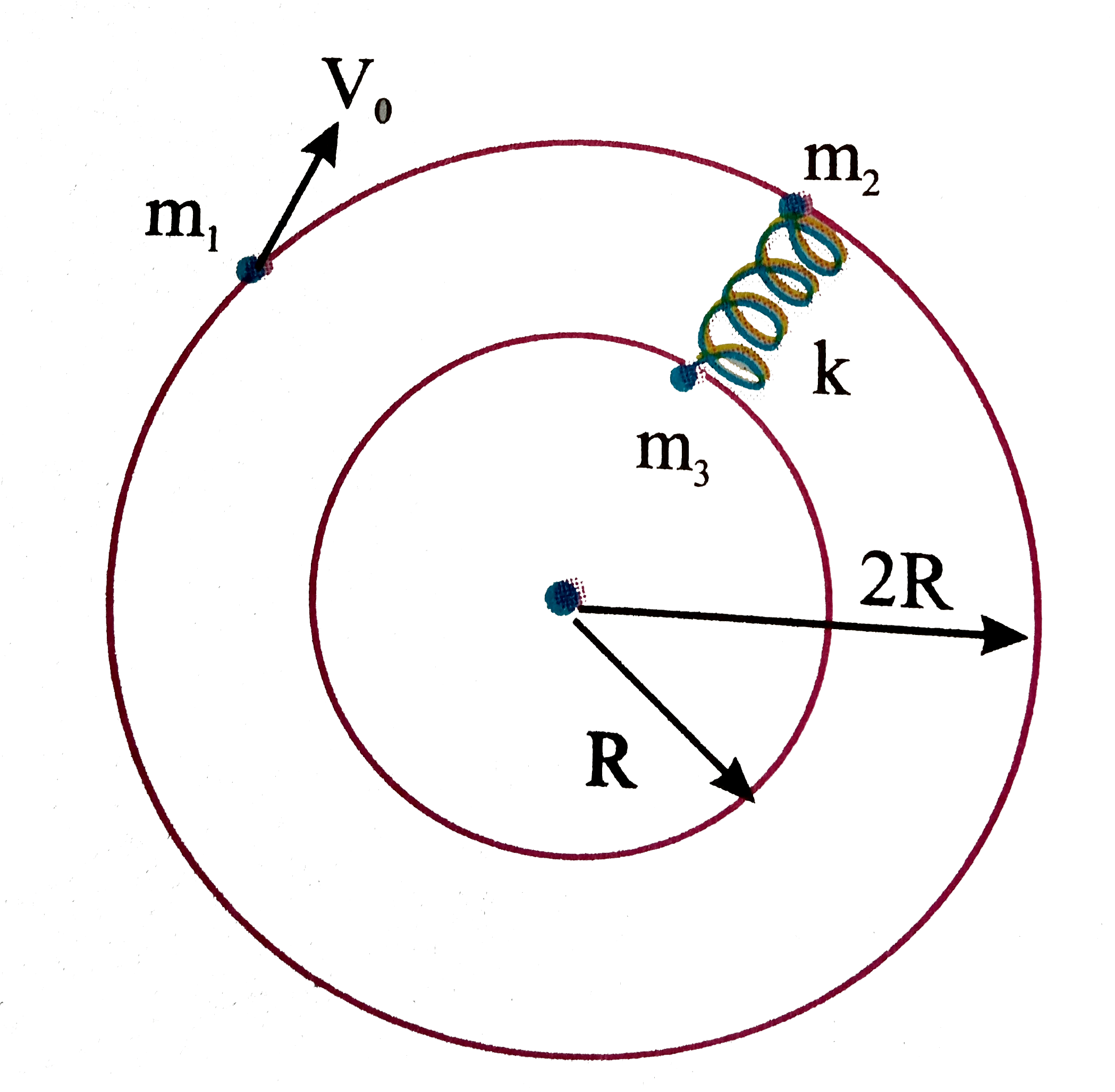 Three particles each of mass m can slide on fixed friction less circular tracks in the same horizontal plane as shown. Particle m(1)(=m) moves with velocity v(0) and hits particle m(2)(=m), the coefficient of restitution being e=0.5 . Assume that m(2) and m(3)(=m) are at rest initially and lie along a radial line before impact, and the spring is initially unstretched.      Velocity of m(2) immediately after impact is