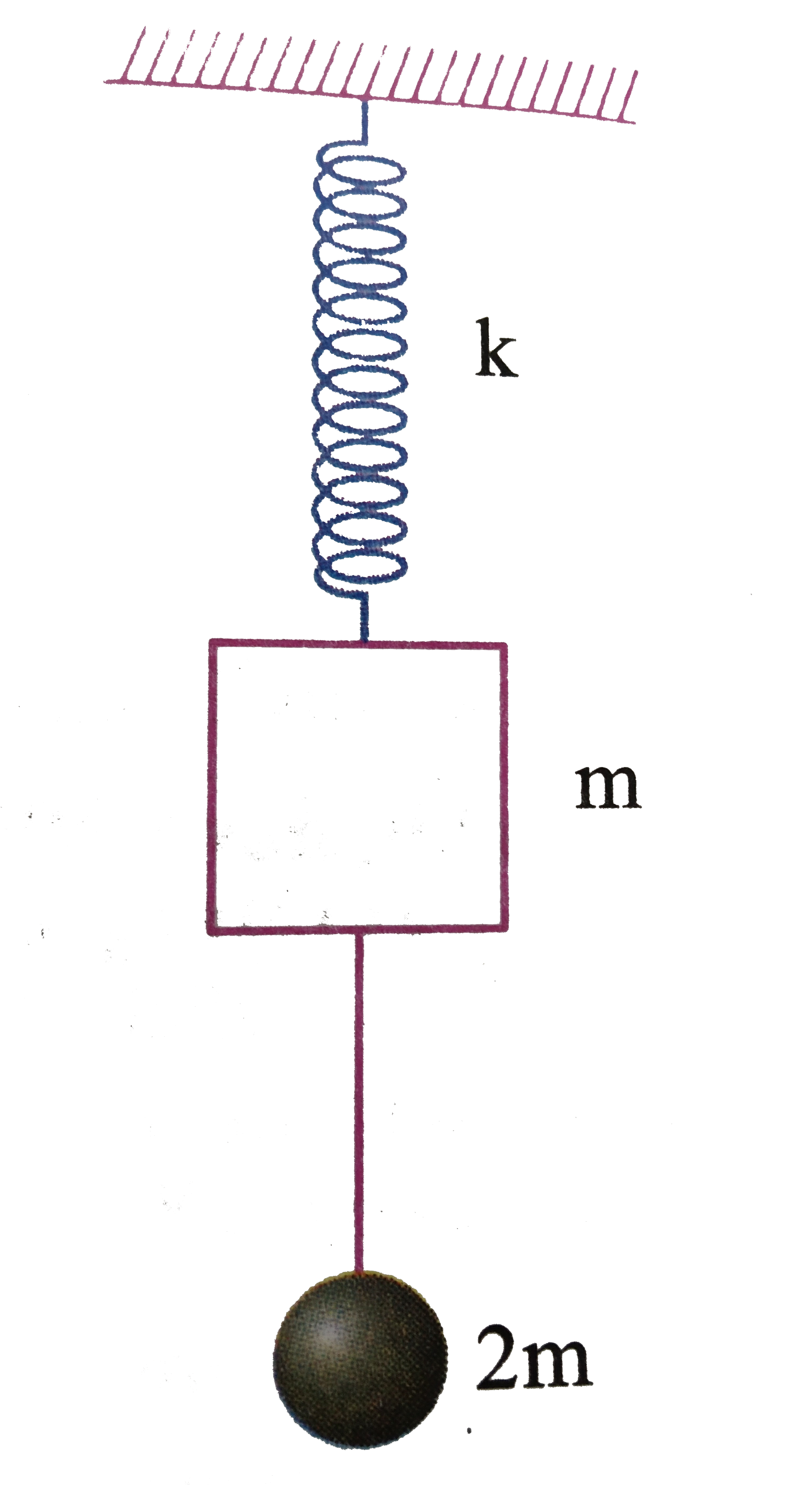 A bob of mass 2m hanges by a string attached to the block of mass m of a spring blocks syetem. The whole arrangement is in a state of equilibrium. The bob of mass 2m is pulled down slowely by a distance x(0) and released.
