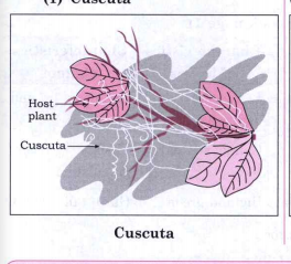 Draw neat and well labelled diagram of the following cuscuta.