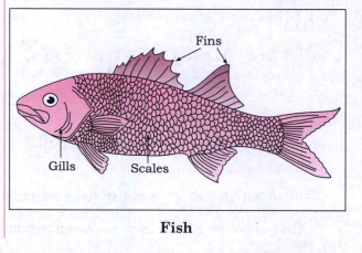 Draw neat and well labelled diagram of the following fish.
