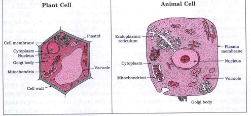 Answer the following question with neat and well-labelled diagrams : Sketch and describe in your own words, the plant cell and animal cell.