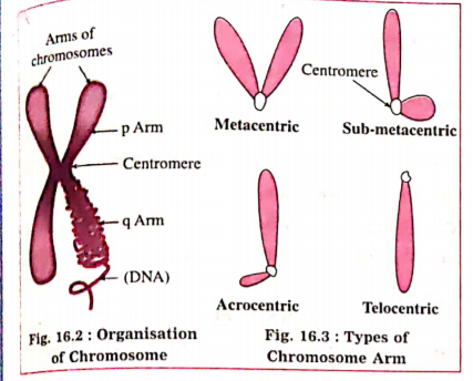 With neat and well labelled diagrams, answer the following question:  What is meant by 'chromosome'. Explain its types.