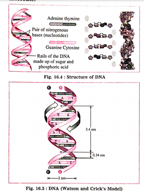 With neat and well labelled diagrams, answer the following question:  Describe the structure of the DNA molecule.
