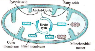 Diagram-based questions :  Mitochondria and Krebs cycle     Which chemical reaction takes place in the mitochondria? Which molecules are produced in this reaction?
