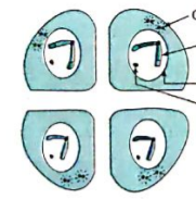 Label the diagram below. Which phase of cell division is seen in the diagram given below?