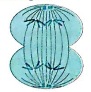 State the characteristics of step of cell division shown in figure