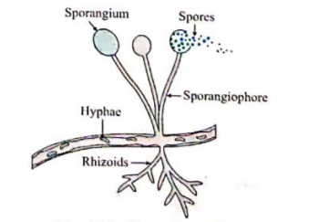Identify the following diagram label it and write detail information in  your words  Biology  Shaalaacom