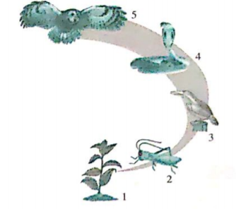 Questions based on diagrams:    What is shown in the picture? Write the name and trophic level of each component.