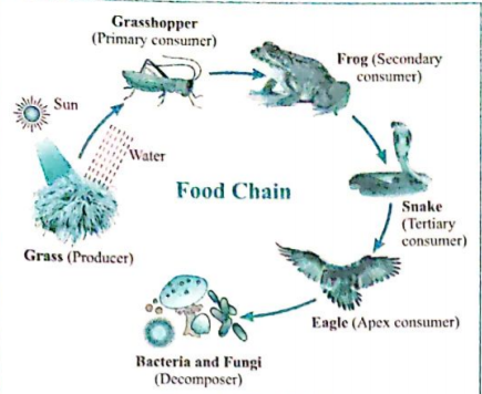 What is necessary to convert this pictire into food web? Why