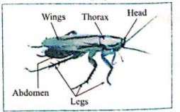 Diagram-based questions:  Observe the following diagram. Write the answer of the following questions:    To which phylum does the animal included in the diagram ?