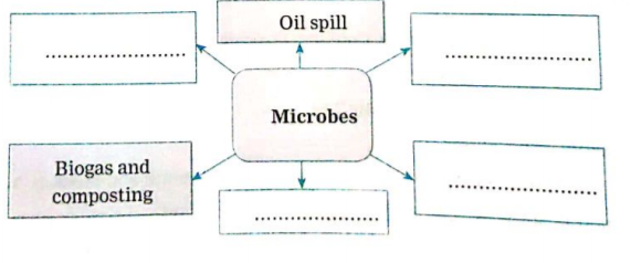 Solve the following questions: Complete the following conceptual picture :