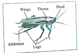 Solve the following questions:   Observe the following diagram. Write the answers of the following questions.   To which phylum does the animal included in the diagram belong?