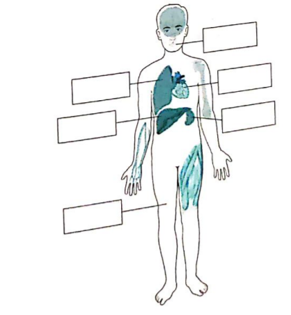 Solve the following questions:   Label the body organization of human which has been shown in the following figure: