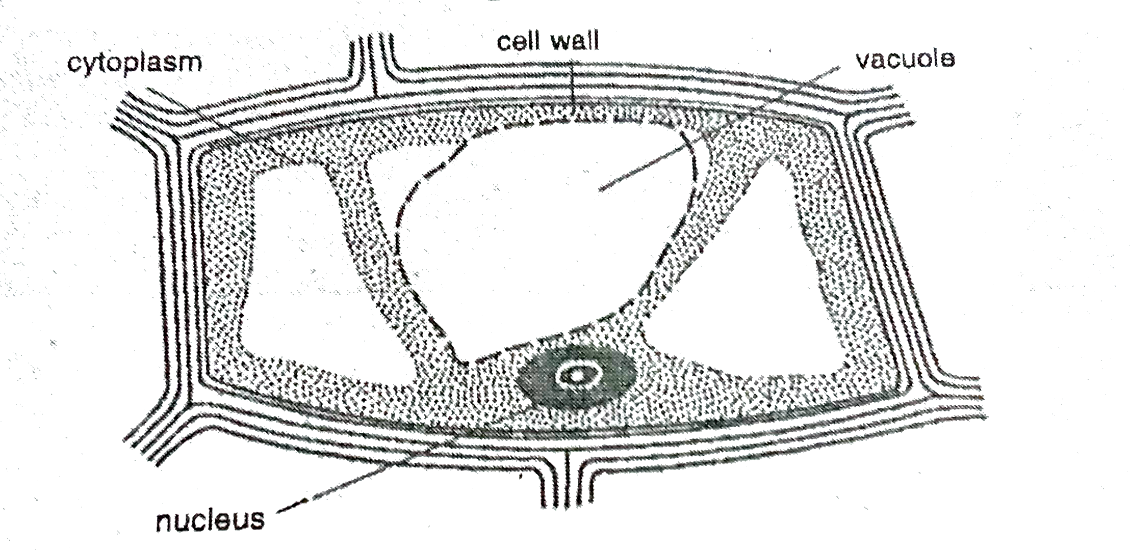 To prepare stained temporary mounts of (a) onion peel, and (b) human cheek cells and to record observations and draw their labelled diagram.          Cell wall in plant cells is made of