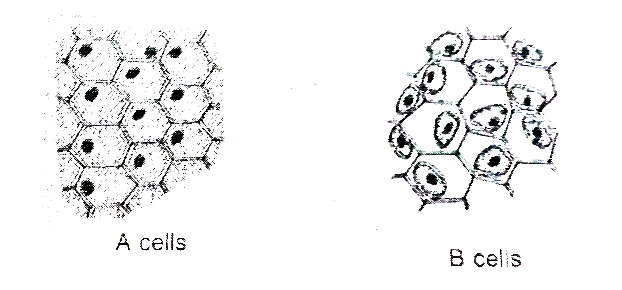 (a) Identify A- and B-cells.   (b) What will happen if B-cells are kept in hypertonic solution ?   (c ) What will happen if A cells are kept in hypertonic solution ?