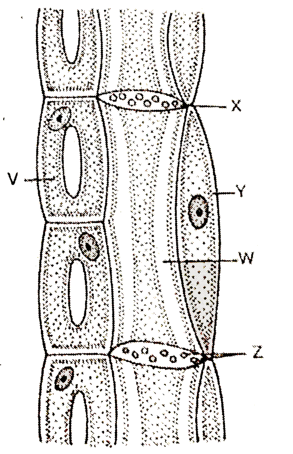 (a) Identify the figure. What is its function ?   (b) Label V and W.   (c) Label X, Y and Z.   (d) W loses its nucleus in the mature state, still it remains alive. Explain how ?