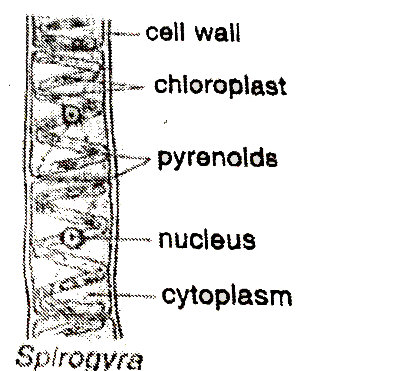 Well Labeled Spirogyra