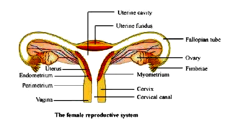 33 Label Diagram Of Female Reproductive System Labels 2021
