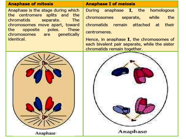 What is the difference between anaphase in mitosis and meiosis Distinguish Anaphase Of Mitosis From Anaphase I Of Meiosis