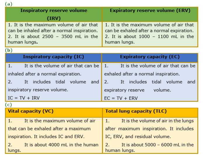 distinguish-between-a-irv-and-erv-b-inspiratory-capacity-and