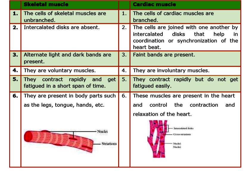 what is the difference between cardiac muscle and skeletal muscle