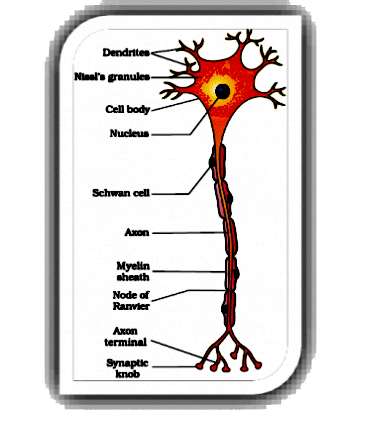 Draw a labelled diagram of the T.S. of the spinal cord of man.