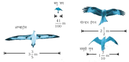 नीचे दिए हुए आरेख में चिड़ियों की विभिन्न प्रजातियों के पंखों के उत्तर देने के लिए, इस आरेख का प्रयोग कीजिए -      एक समुद्री गुल के पंखों से एक अल्बाट्रोस के पंख कितने अधिक लंबे हैं?
