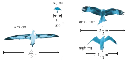 नीचे दिए हुए आरेख में चिड़ियों की विभिन्न प्रजातियों के पंखों के उत्तर देने के लिए, इस आरेख का प्रयोग कीजिए -      एक ब्लू जय के पंखों से एक गोल्डन ईगल के पंख कितने अधिक लंबे हैं?