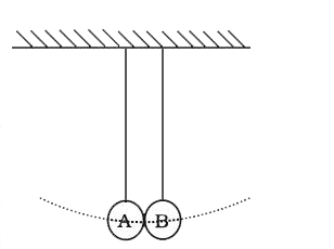 समान लंबाई और सर्वसम गोलकों से युक्त दो लोलक एक उभयनिष्ठ आधार से इस प्रकार - लटकाए गए हैं कि विरामावस्था में दोनों गोलक संपर्क में रहते हैं। (चित्र)। एक लोलक को 10^@  पर विस्थापित करके छोड़ दिया जाता है और यह दूसरे गोलक से प्रत्यास्थ सम्मुख संघट्ट करता है।      (a) दोनों गोलकों की गति का वर्णन कीजिए।   (b) 0 le t le 2T  के लिए, समय के साथ प्रत्येक लोलक की ऊर्जा का परिवर्तन दर्शाने के लिए ग्राफ बनाइए। जहाँ T प्रत्येक लोलक का दोलन काल है।