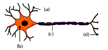 चित्र में दिखाए गए न्यूरॉन के विभिन्न भागों को नामांकित कीजिए।