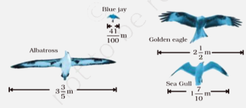 The diagram shows the wingspans of different species of birds. Use the diagram to answer the question given below:      (a) How much longer is the wingspan of an Albatross than the wingspan of a Sea gull?   (b) How much longer is the wingspan of a Golden eagle than the wingspan of a Blue jay?