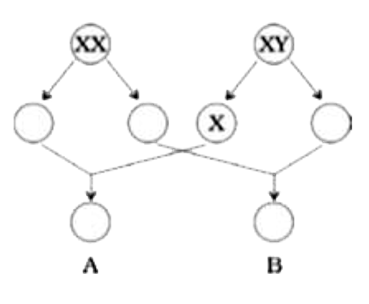 Fill the blank circles in figure 10.1 and identify the sex of child A and B.