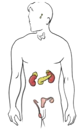 In Fig. mark the positions of the endocrine glands which release the hormones that:   controls the release of sex hormones.