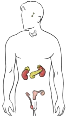 In Fig. mark the positions of the endocrine glands which release the hormones that:   maintains the correct salt balance in the blood.