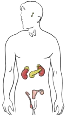 In Fig. mark the positions of the endocrine glands which release the hormones that:   prevents diabetes.