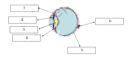 Write down the names of parts of the eye in the blank spacesshown in Fig. 16.10.
