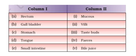 Match the organs in Column I with the words listed in Column II.