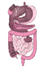 Label the following parts in Figure 2.2 and name them.    (a) The largest gland in our body.   (b) The organ where protein digestion starts.   (c ) The organ that releases digestive juice into the small intestine.   (d) The organ where bile juice gets stored.