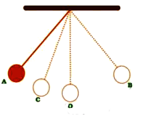 shows an oscillating pendulum.      Time taken by the bob to move from A to C is t(1) and from C to O is t(2). The time period of this simple pendulum is