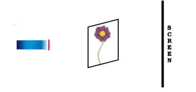 In Fig. 11.11, a flower made of thick coloured paper has been pasted on the transparent glass sheet. What will be the shape and colour of shadow seen on the screen?