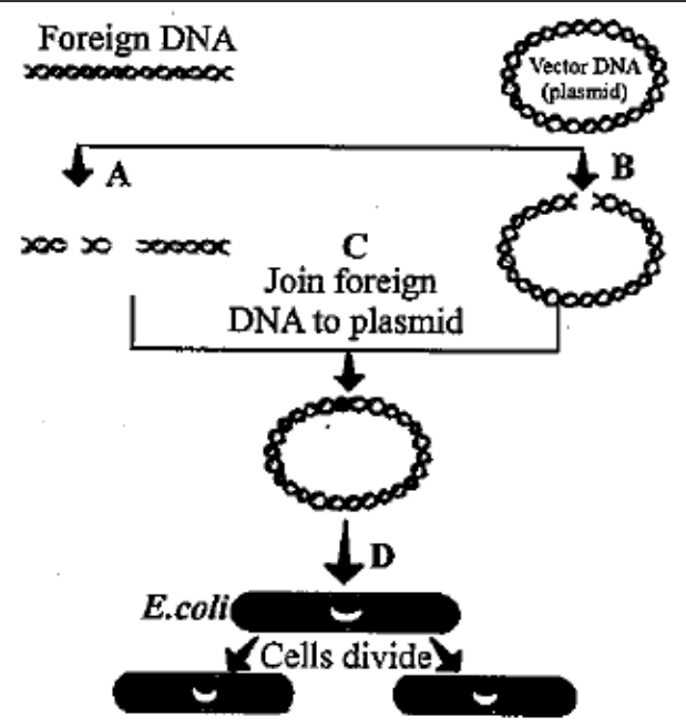 The flow chart given below represents the process of recombinant DNA technology. Identify A,B, C and D.