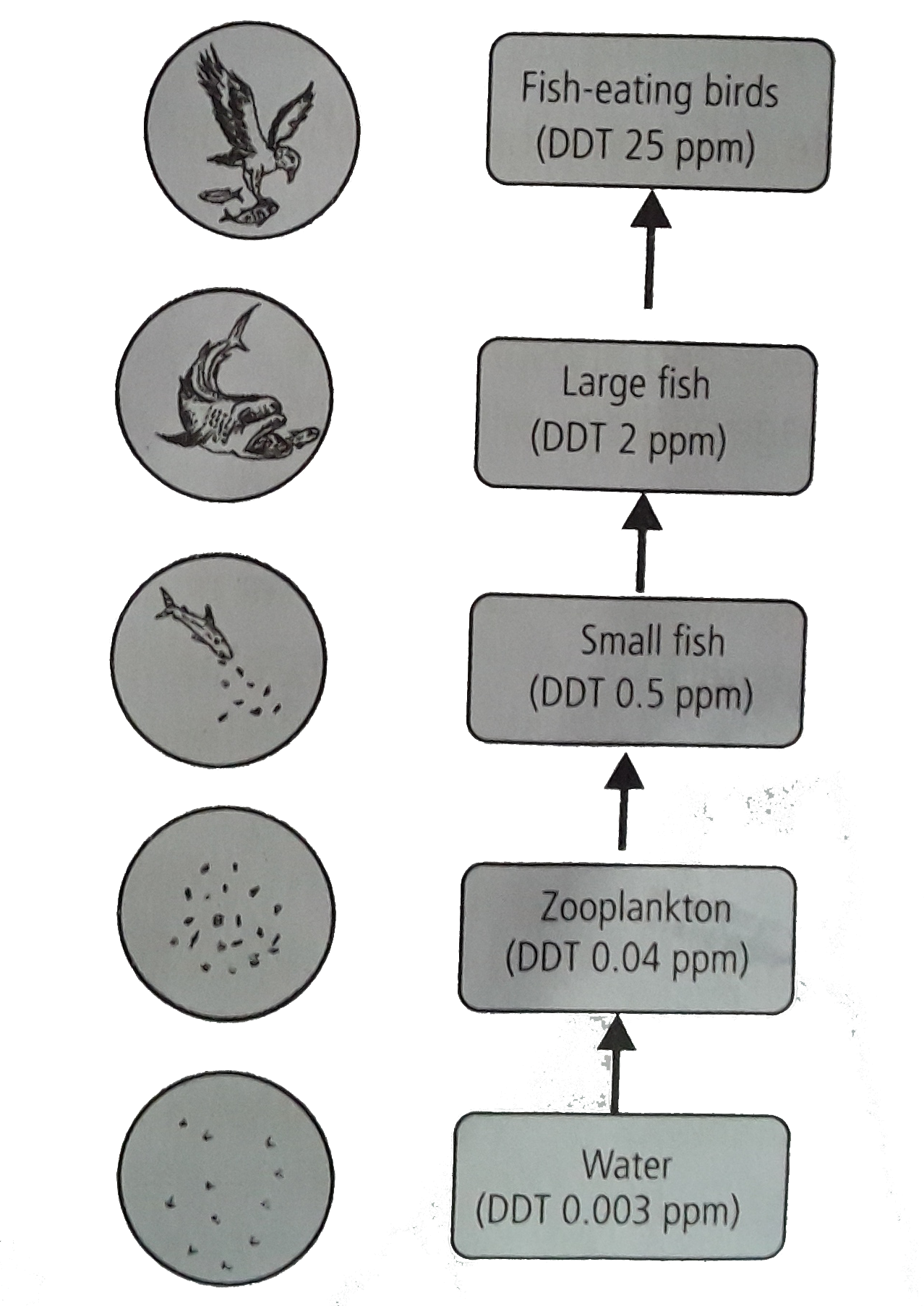 Given figure represents biomagnification of DDT in an aquatic food chain. Select the incorrect statement regarding this.