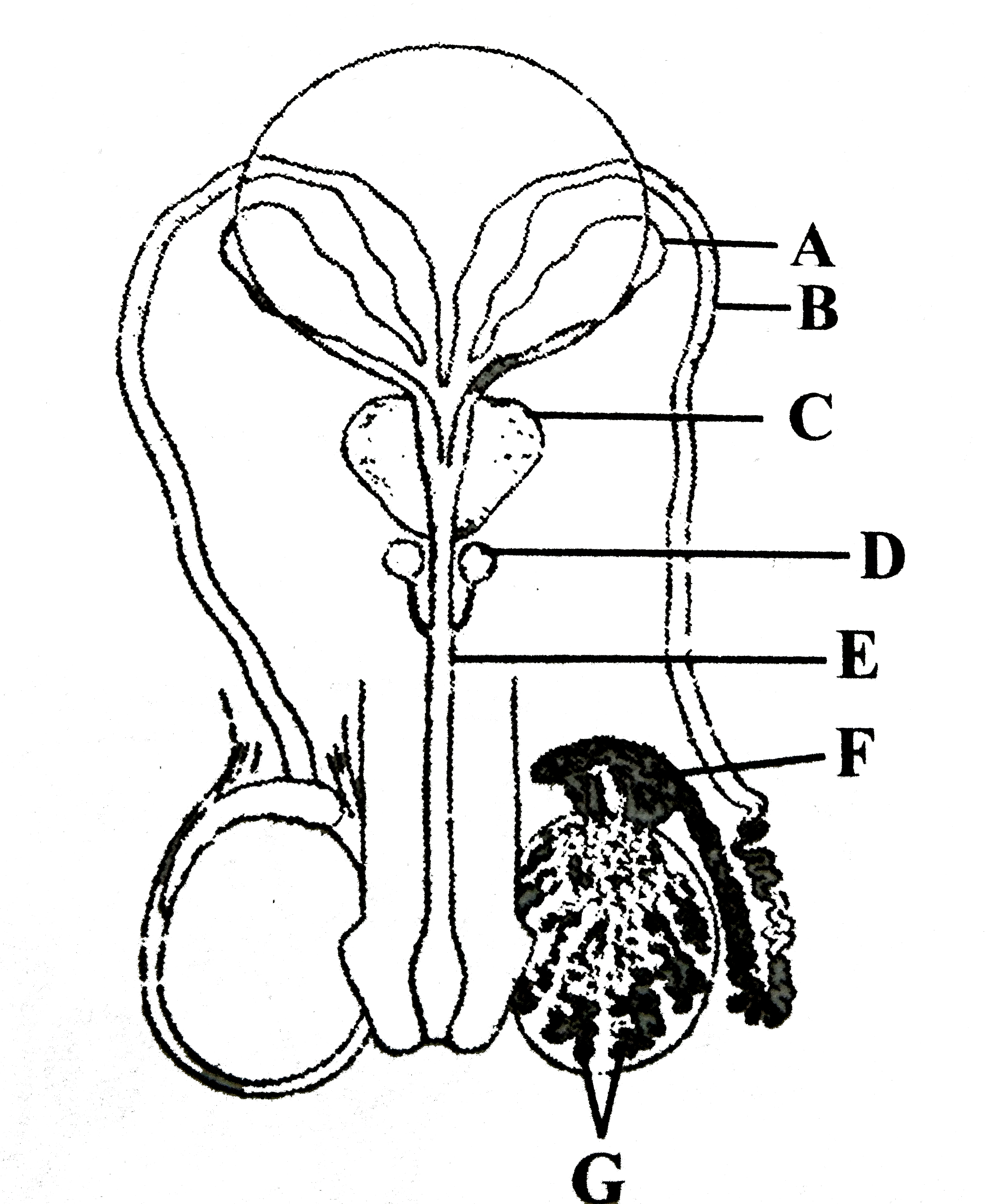 Match each function below with the associated part or parts of the human male reproductive system shown in the figure.      (i) Produces sperm   (ii) Conducts the sperm through the penis to the outside of the body   (iii) Produces seminal fluid   (iv) Connects the epididymis with the urethra