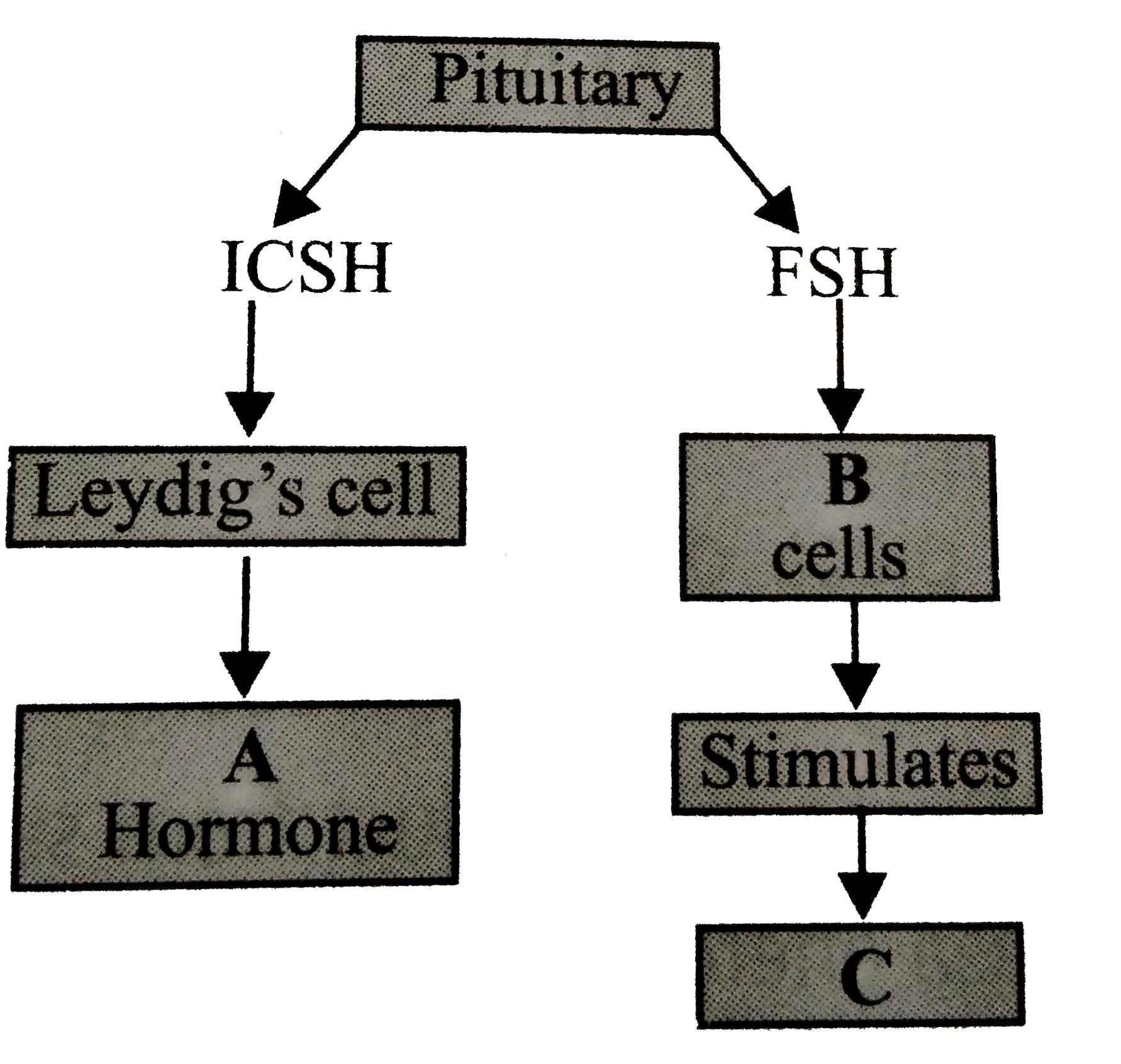 Given below is an incomplete flow chart showing influence of hormones on  gametogensis in males. Observe the flow chart carefully and identify A, B, and C