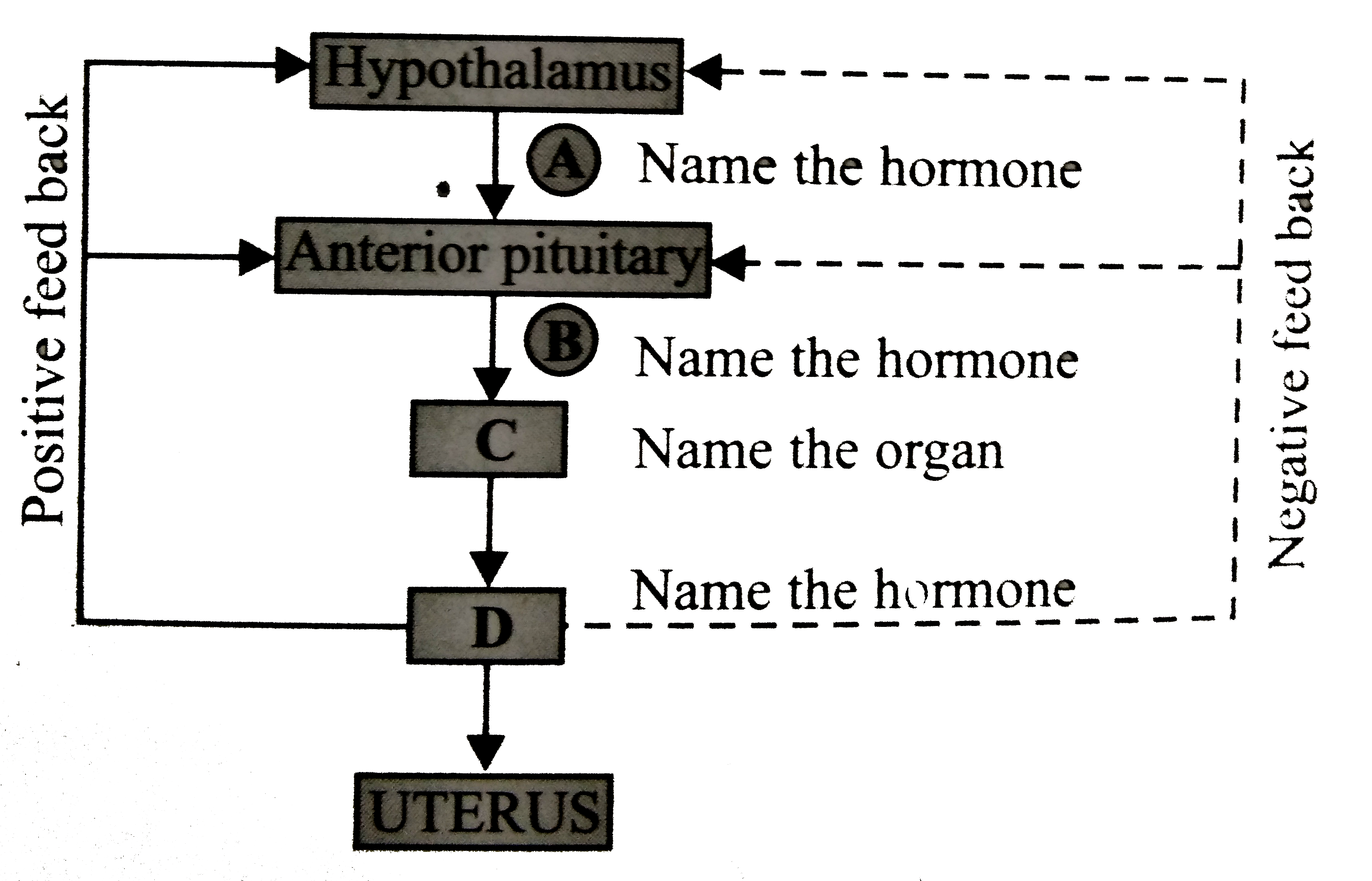 Given below is an incomplete flow chart showing influence of hormones on  gametogensis in females. Study it carefully and identify A, B, C and D.
