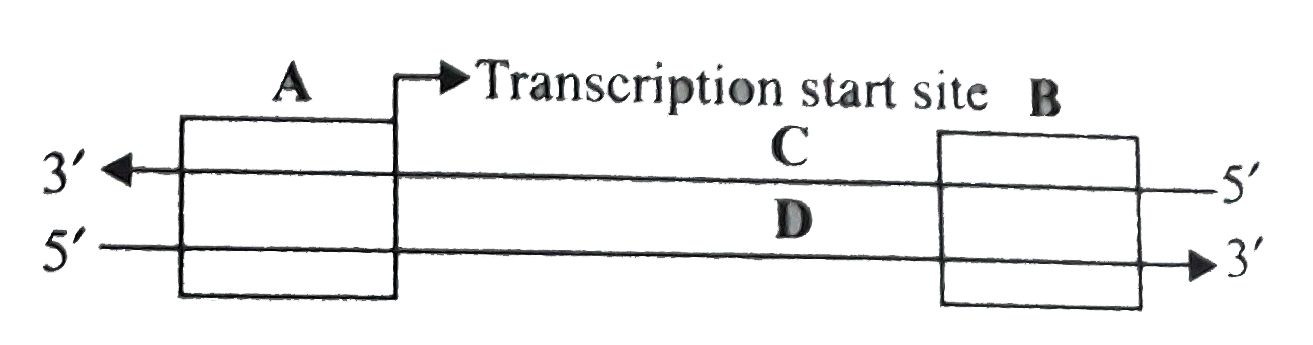 Given diagram represents the components of a transcription unit. Select the correct answer regarding it .