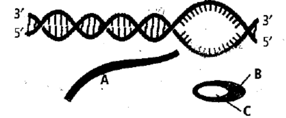 The given  figure represents the process of transcription in bacteria.